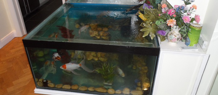 built in fish tank